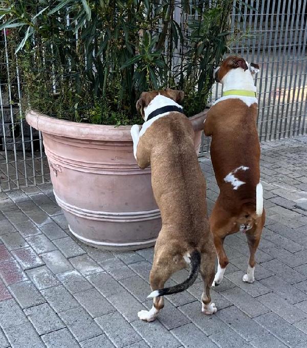 GODL E MAYA AMSTAFF Foto 5